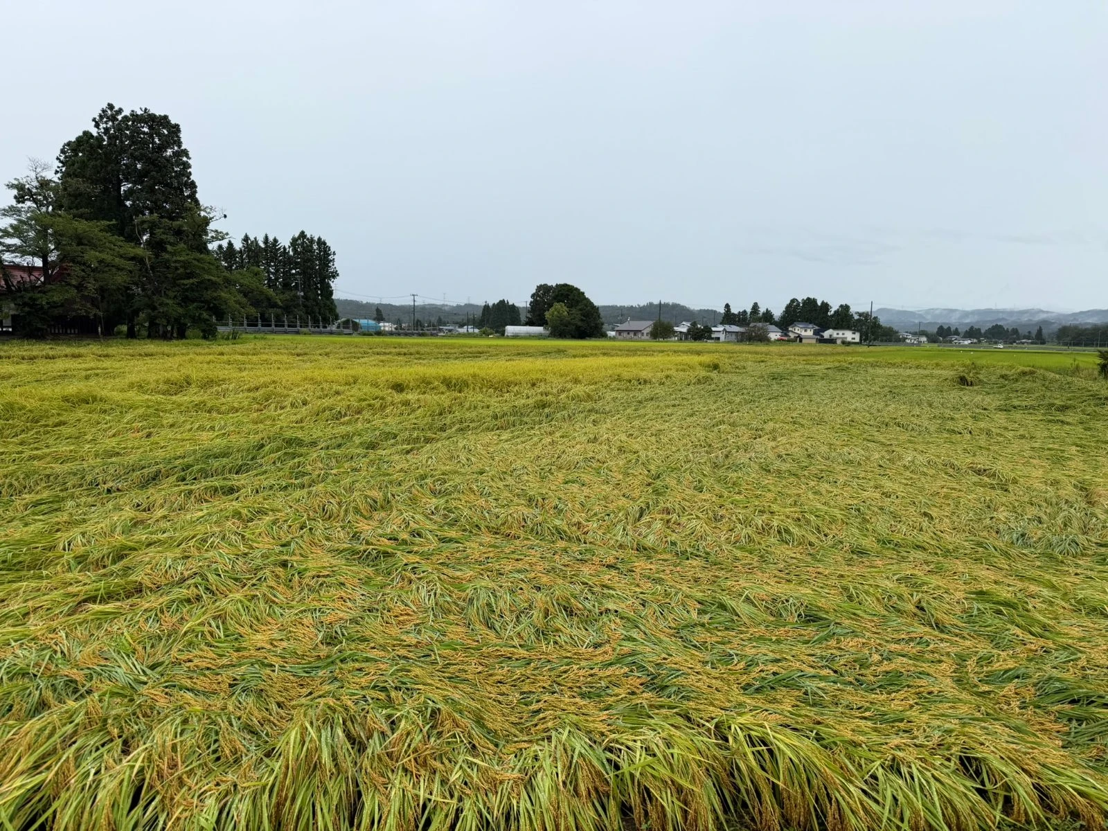 9月入りました。　雨が続きます。　おかげで倒伏箇所がところどころ出てきました