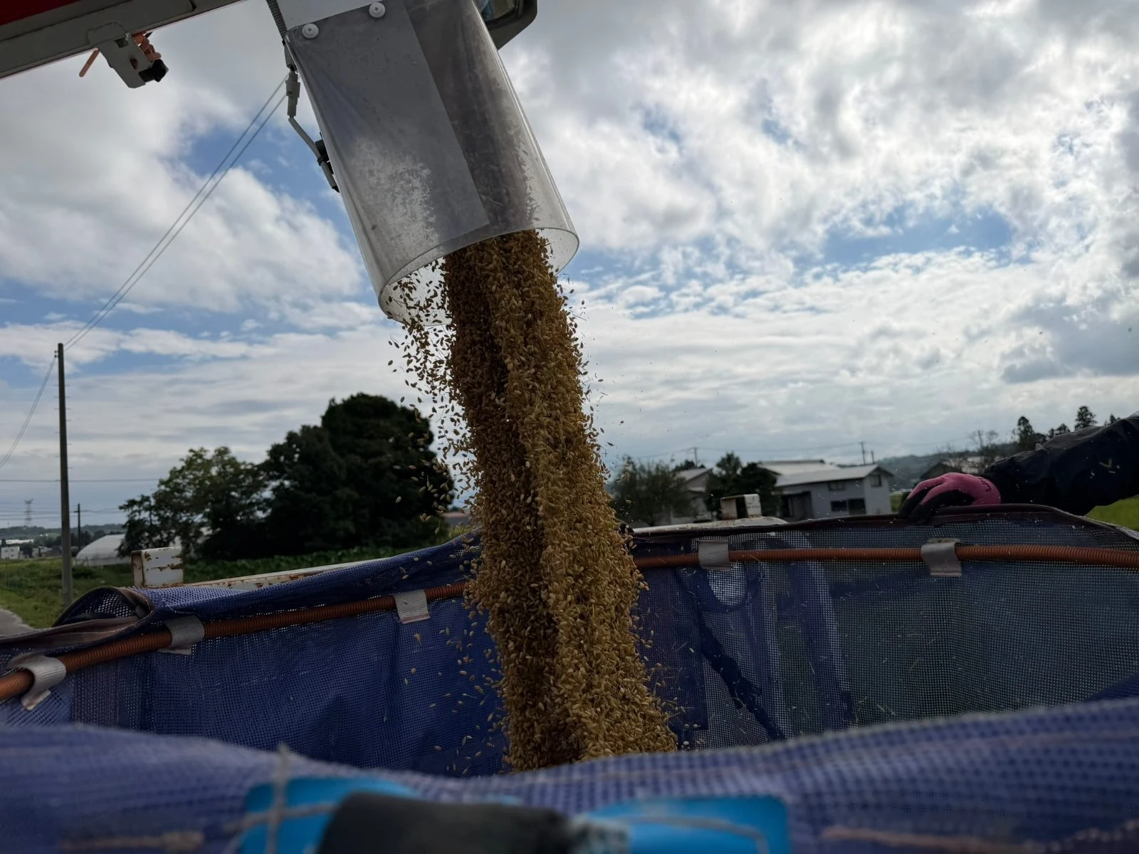 雨の合間をぬって稲刈り開始！