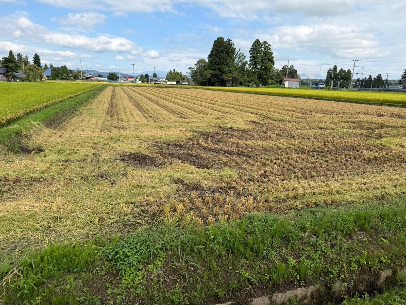雨の合間をぬって稲刈り開始！